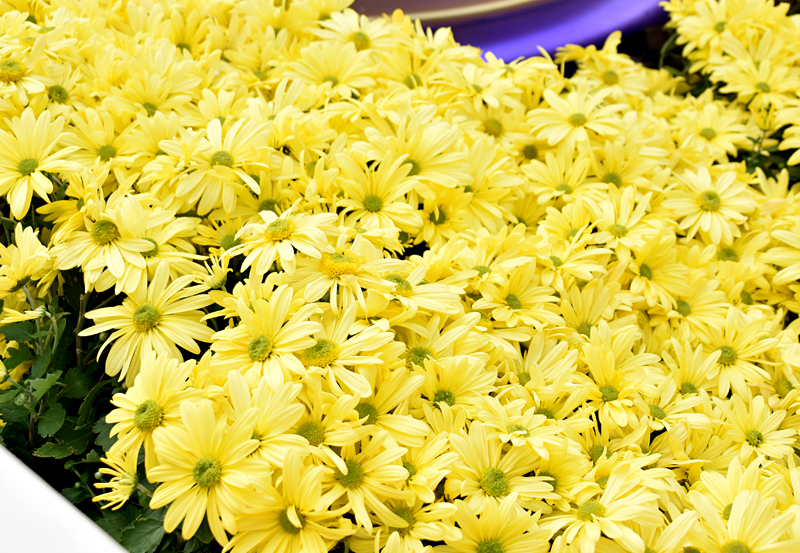 f:id:flowerTDR:20181029082506j:plain