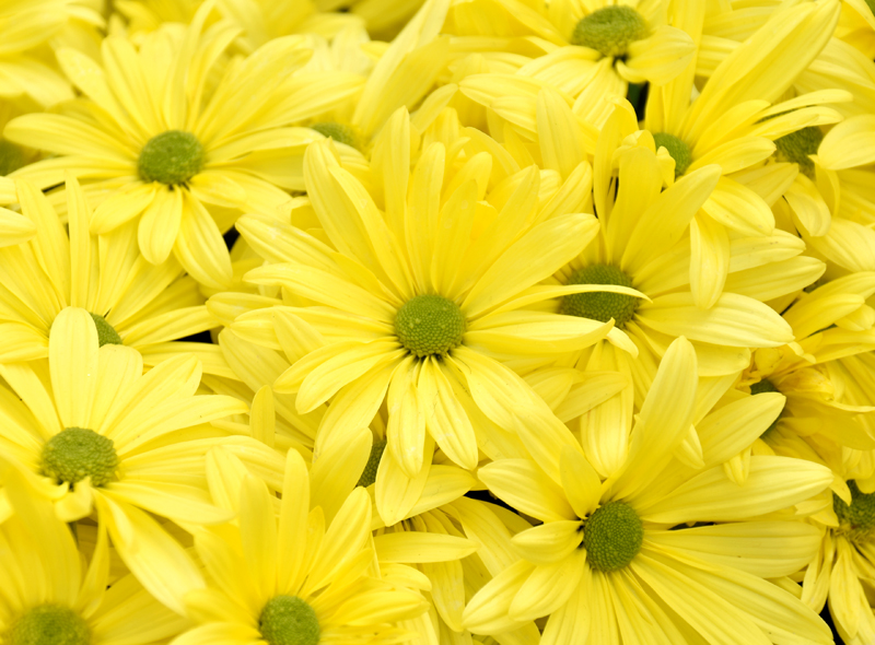 f:id:flowerTDR:20181029082513j:plain