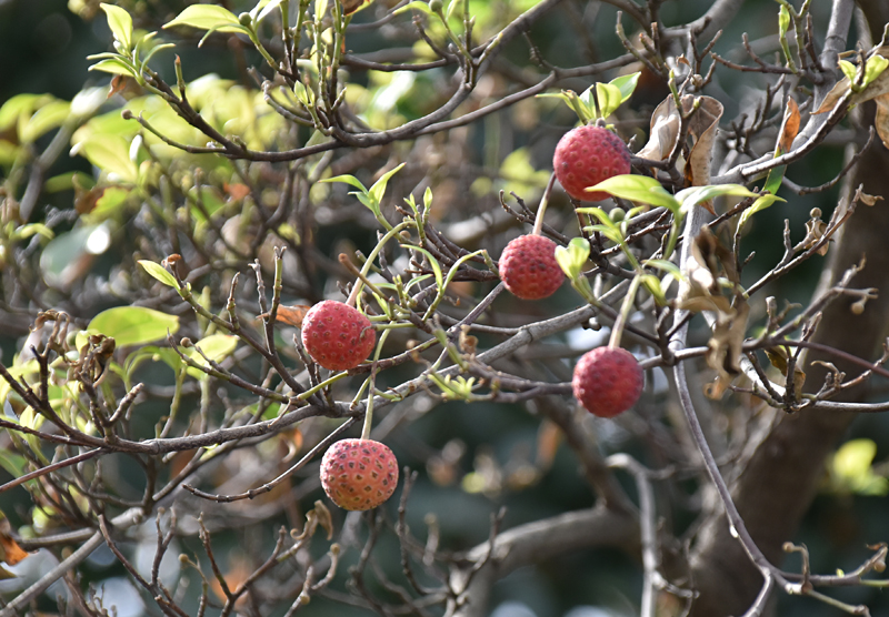 f:id:flowerTDR:20181101093332j:plain