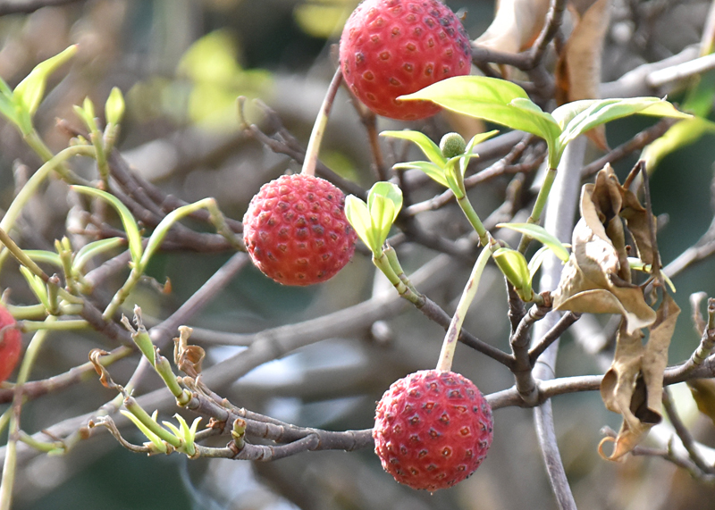 f:id:flowerTDR:20181101093339j:plain