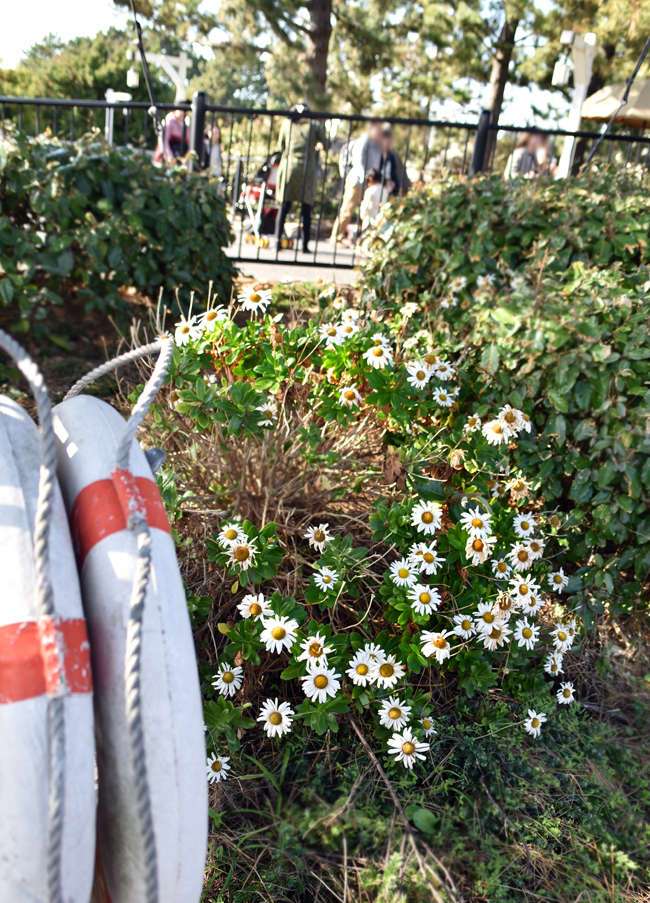 f:id:flowerTDR:20181103083443j:plain