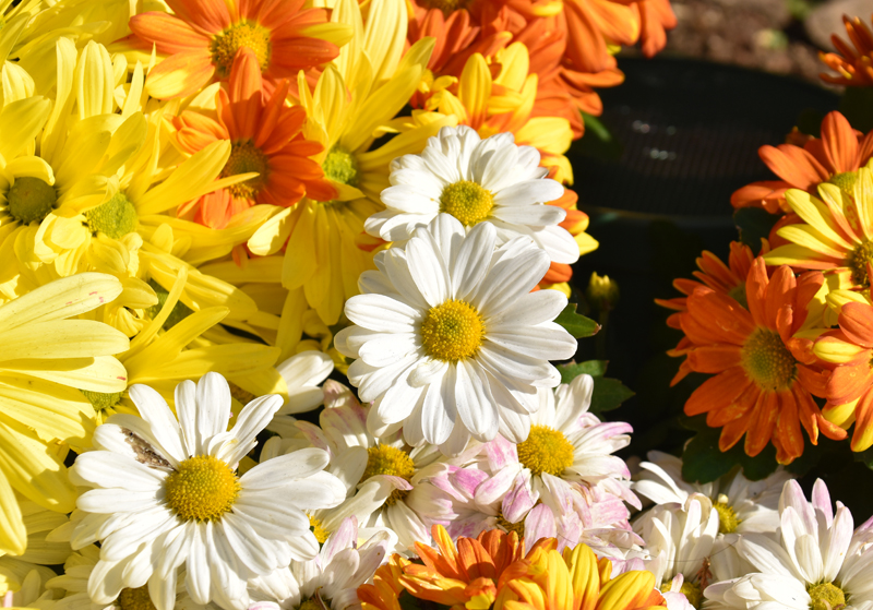 f:id:flowerTDR:20181107082752j:plain