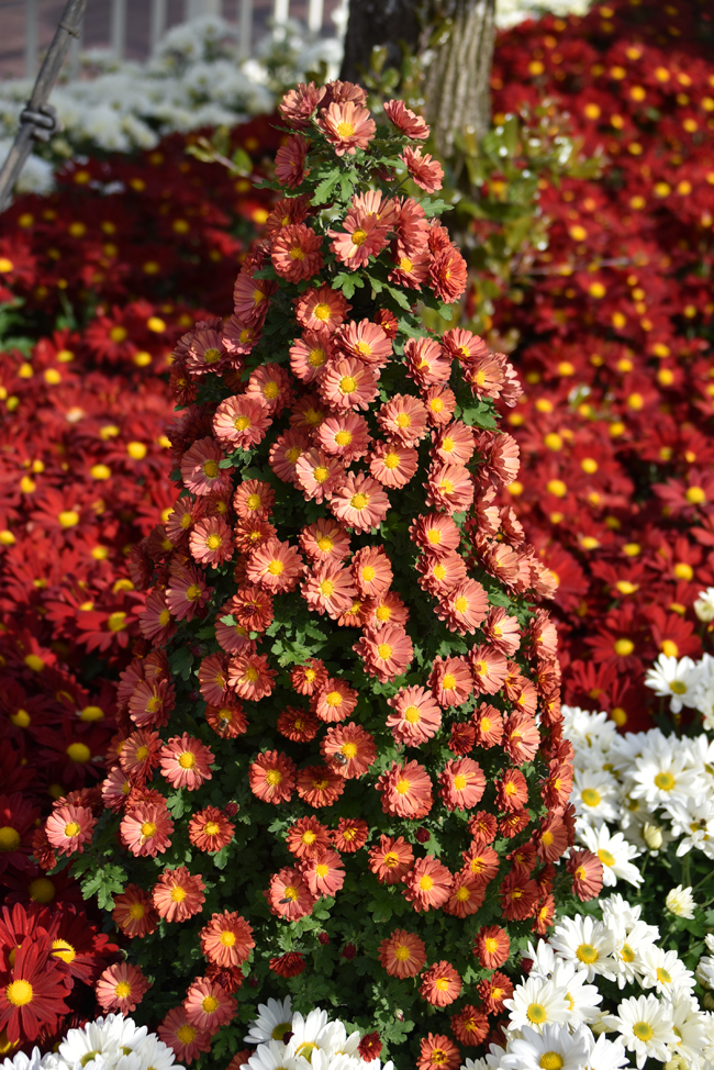 f:id:flowerTDR:20181107082807j:plain