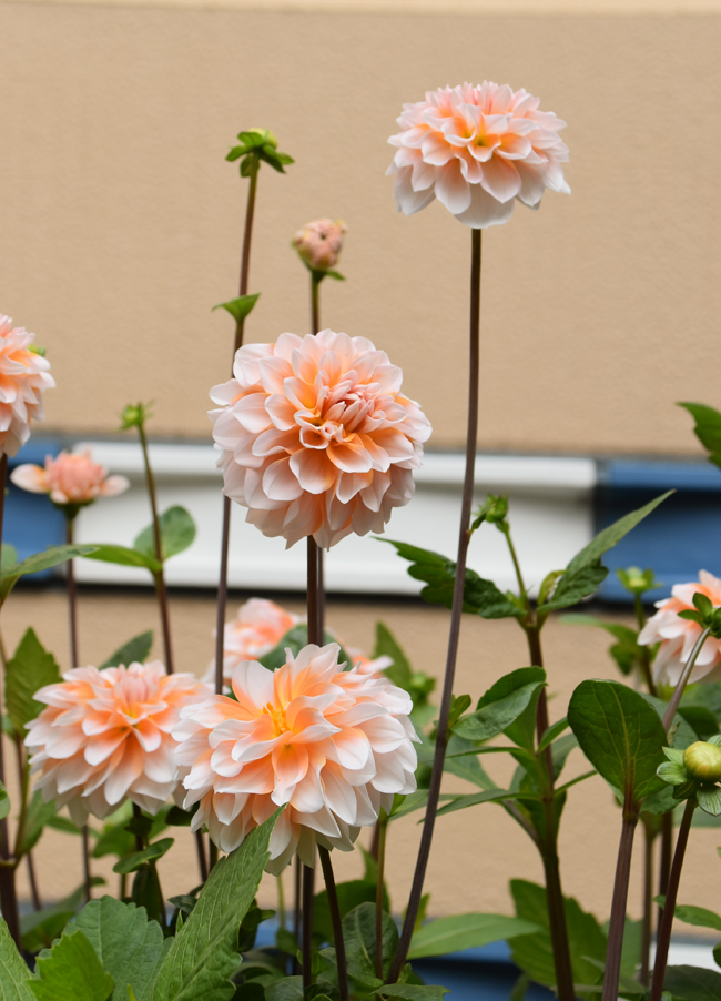 f:id:flowerTDR:20181108083250j:plain