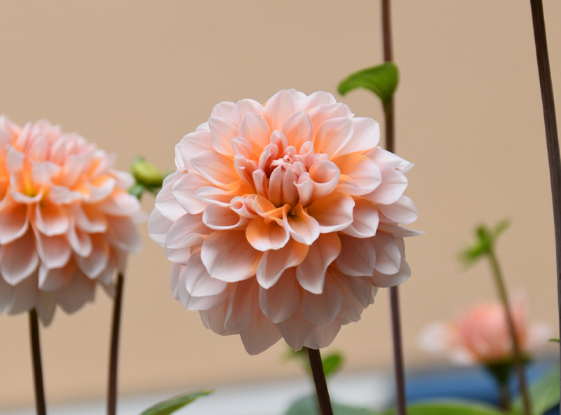 f:id:flowerTDR:20181108083255j:plain