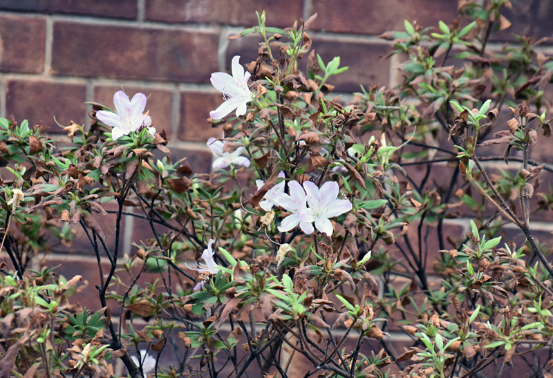 f:id:flowerTDR:20181110090824j:plain