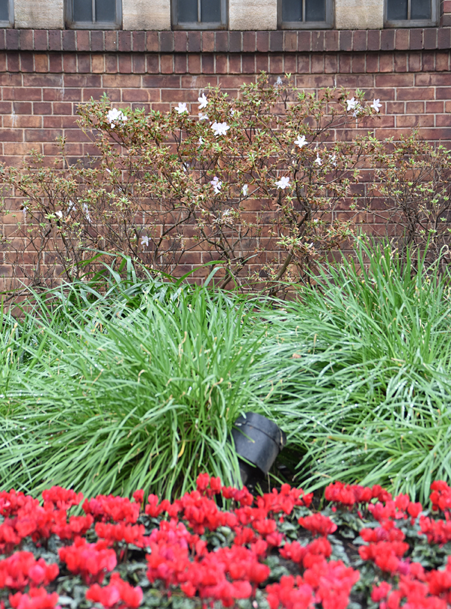 f:id:flowerTDR:20181110090840j:plain