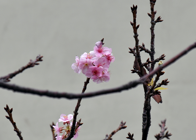 f:id:flowerTDR:20181110090942j:plain