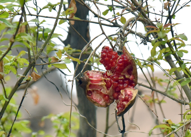 f:id:flowerTDR:20181112083316j:plain