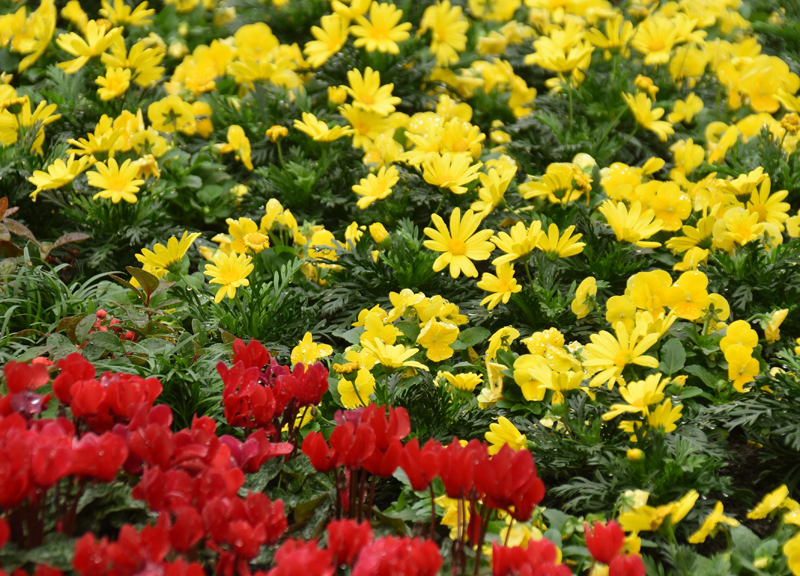 f:id:flowerTDR:20181113080503j:plain