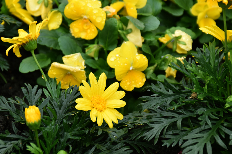 f:id:flowerTDR:20181113080509j:plain