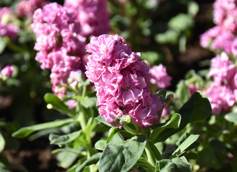 f:id:flowerTDR:20181116083952j:plain f:id:flowerTDR:20181116083952j:plain