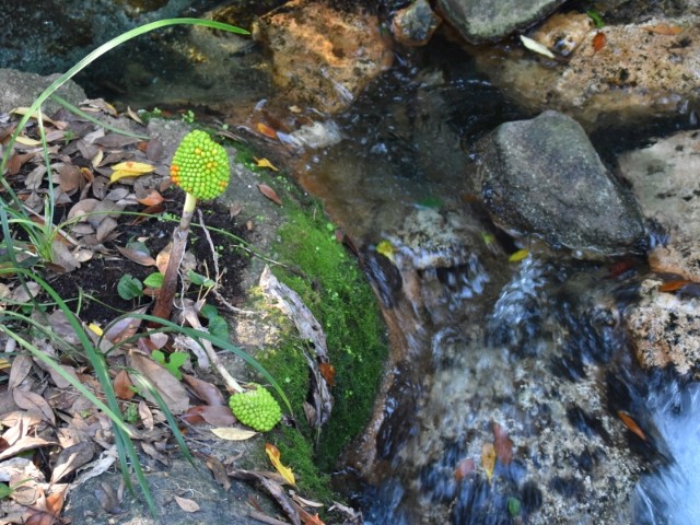 f:id:flowerTDR:20181117232050j:image