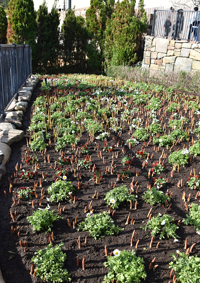 f:id:flowerTDR:20181122084105j:plain