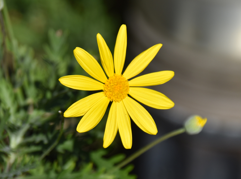f:id:flowerTDR:20181125104008j:plain