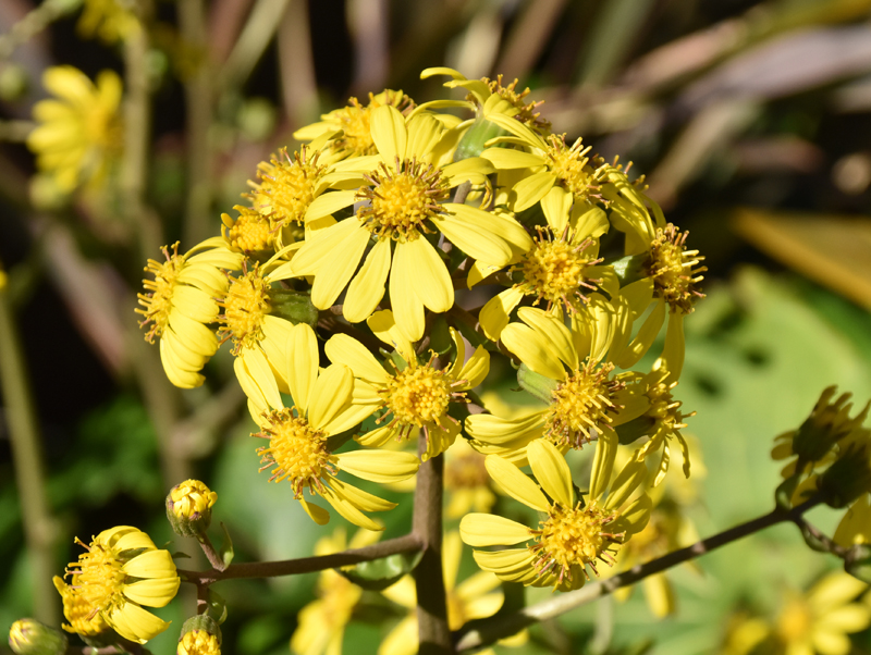 f:id:flowerTDR:20181126082332j:plain