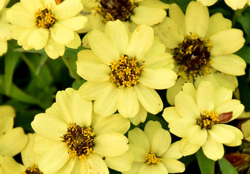 f:id:flowerTDR:20181128092014j:plain