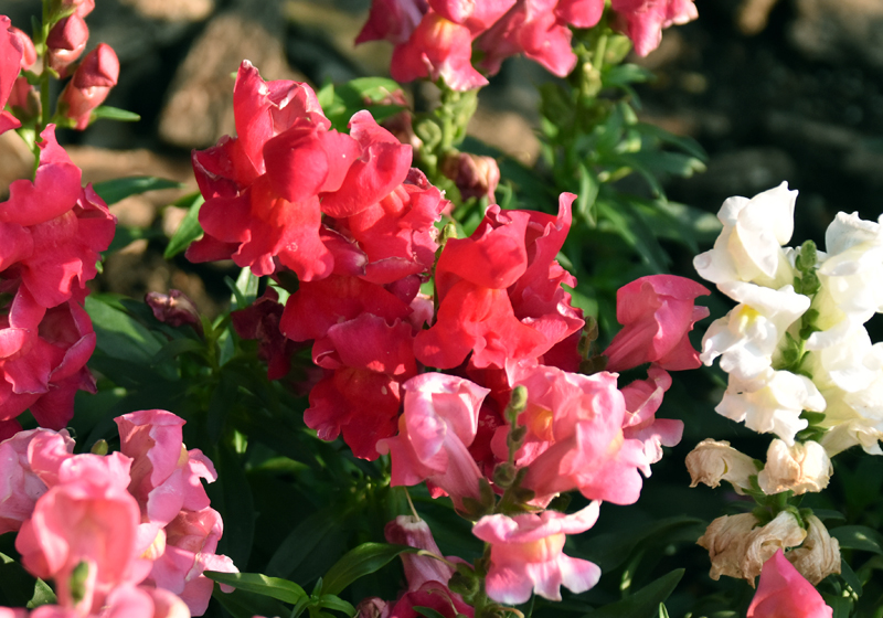 f:id:flowerTDR:20181130083848j:plain
