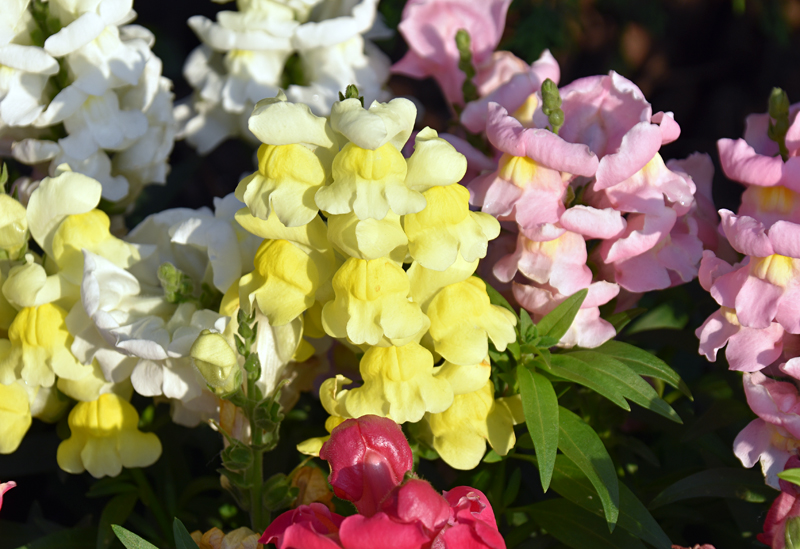 f:id:flowerTDR:20181130083859j:plain