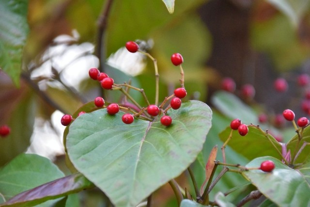 f:id:flowerTDR:20181208094816j:image f:id:flowerTDR:20181208094816j:image