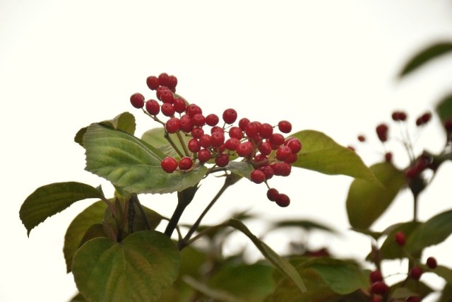 f:id:flowerTDR:20181208094827j:image f:id:flowerTDR:20181208094827j:image