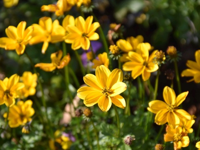 f:id:flowerTDR:20181225090953j:image