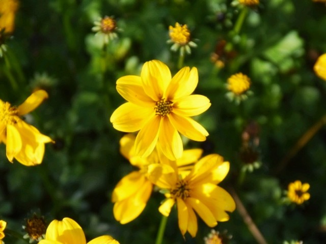f:id:flowerTDR:20181225091001j:image