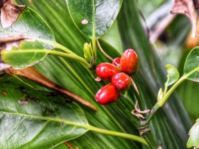 f:id:flowerTDR:20190202085544j:image