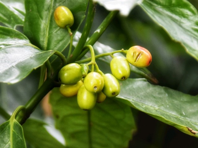 f:id:flowerTDR:20190202085609j:image