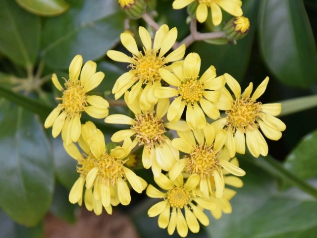 f:id:flowerTDR:20190203094357j:image
