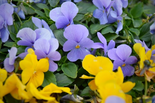 f:id:flowerTDR:20190205090104j:image