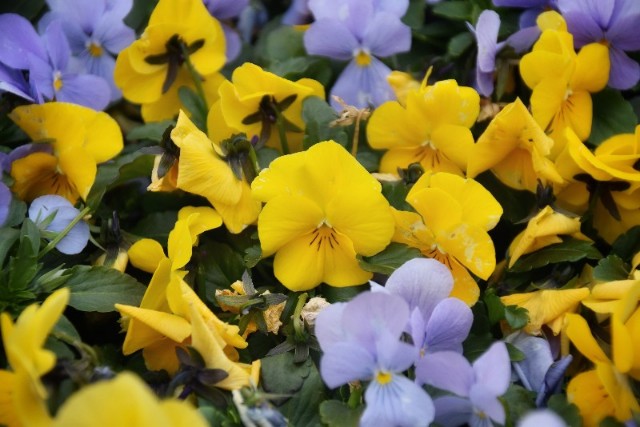 f:id:flowerTDR:20190205090112j:image