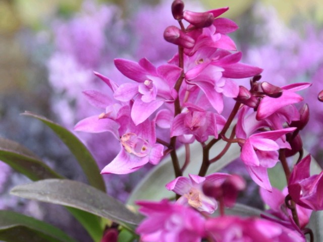 f:id:flowerTDR:20190206092211j:image