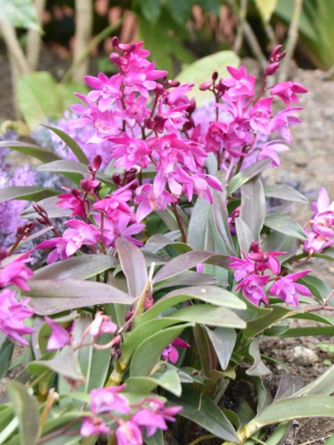f:id:flowerTDR:20190206092218j:image