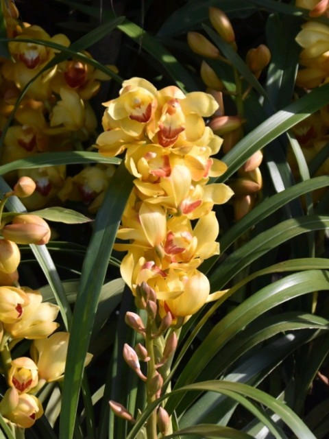 f:id:flowerTDR:20190206092226j:image