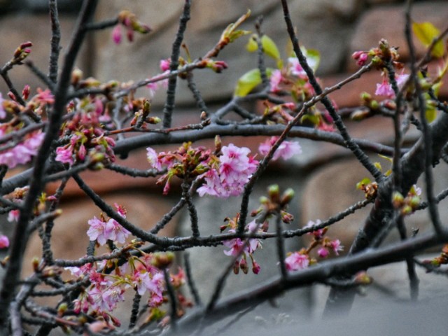 f:id:flowerTDR:20190209090656j:image