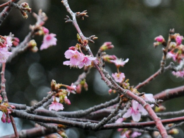 f:id:flowerTDR:20190209090703j:image