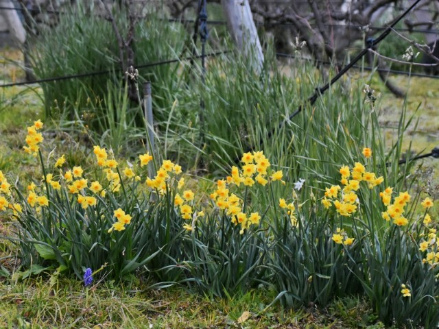f:id:flowerTDR:20190213085843j:image