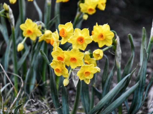 f:id:flowerTDR:20190213085850j:image