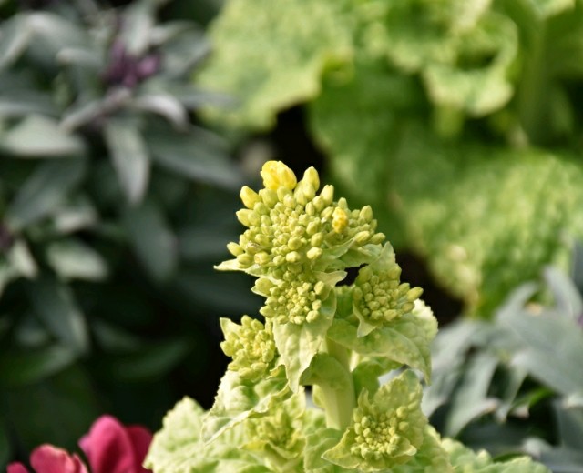 f:id:flowerTDR:20190216085522j:image