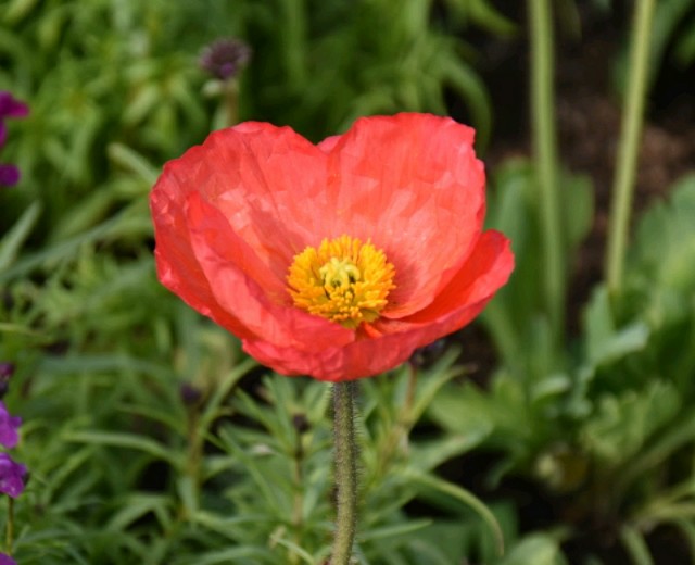 f:id:flowerTDR:20190216085535j:image