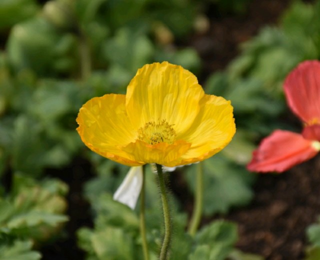 f:id:flowerTDR:20190216085543j:image