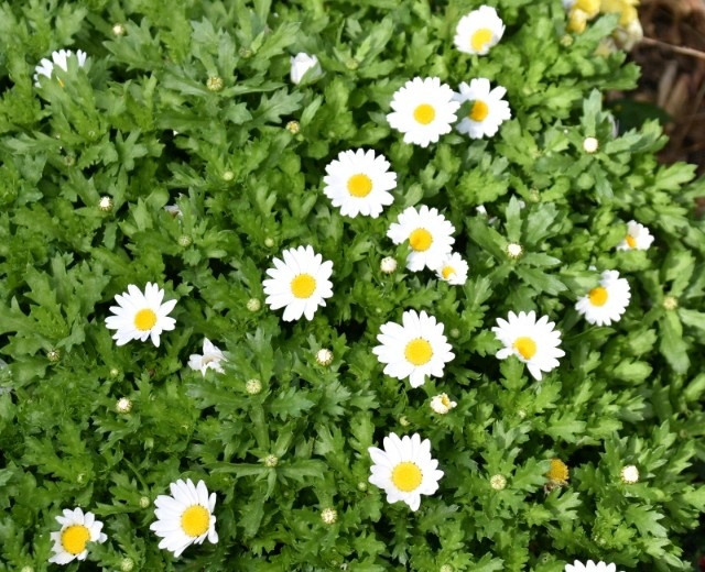 f:id:flowerTDR:20190217104549j:image