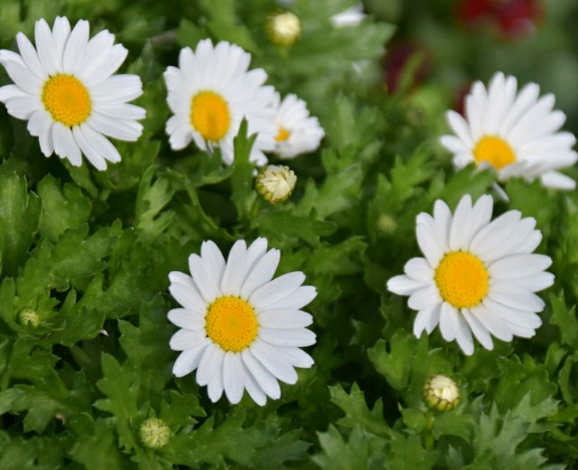 f:id:flowerTDR:20190217104605j:image