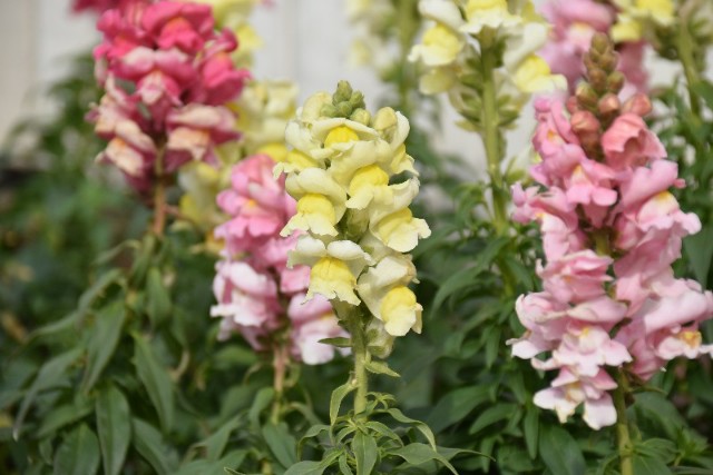 f:id:flowerTDR:20190219085329j:image