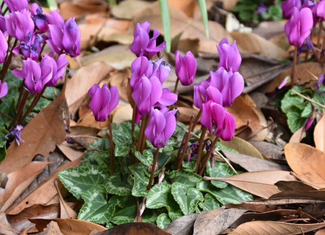 f:id:flowerTDR:20190225085843j:image f:id:flowerTDR:20190225085843j:image