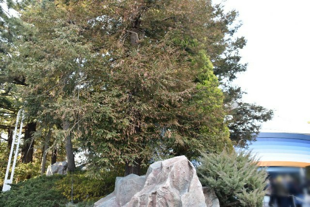 f:id:flowerTDR:20190226091740j:image