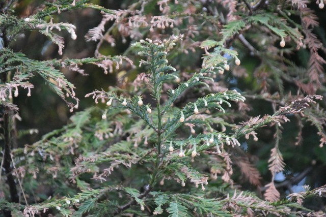 f:id:flowerTDR:20190226091750j:image