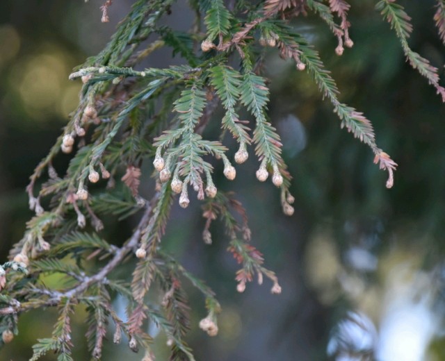 f:id:flowerTDR:20190226091759j:image