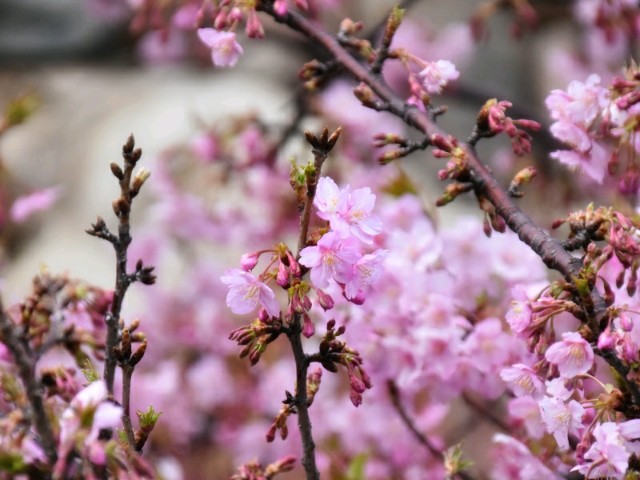 f:id:flowerTDR:20190227091929j:image